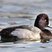Lesser Scaup
